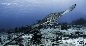 Eagle Ray just sliding through the currents with ease.
 by Ken Kiefer 